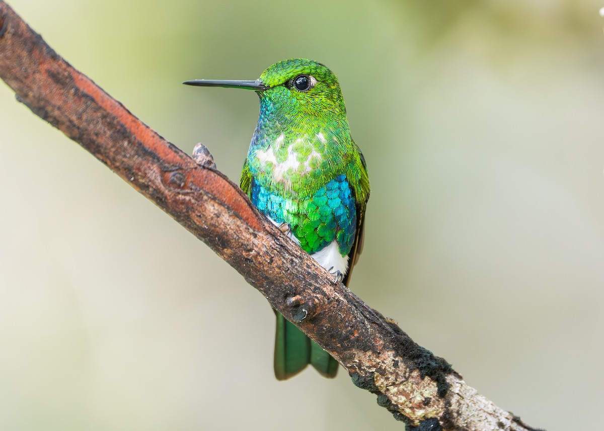 Emerald-bellied Puffleg - ML646925227