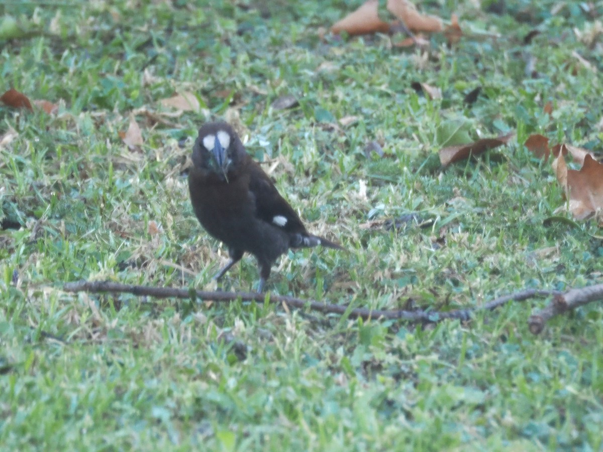 Grosbeak Weaver - ML646925228