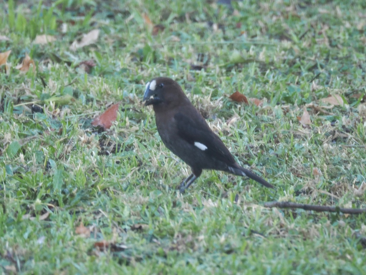 Grosbeak Weaver - ML646925229