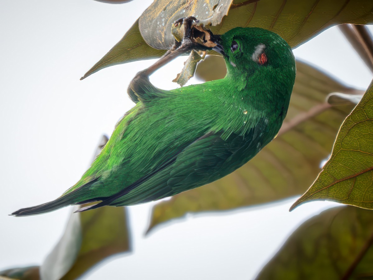 Glistening-green Tanager - ML646925230