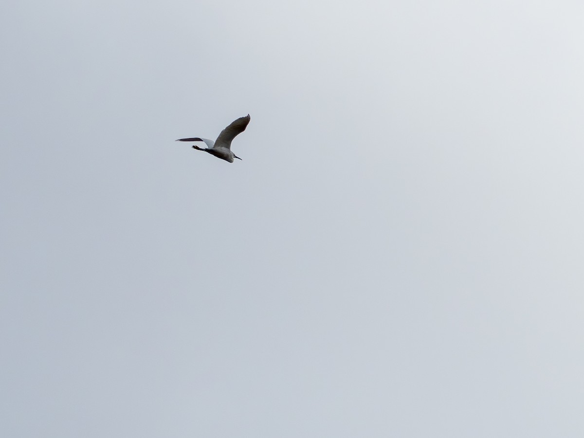 Snowy Egret - ML646925231