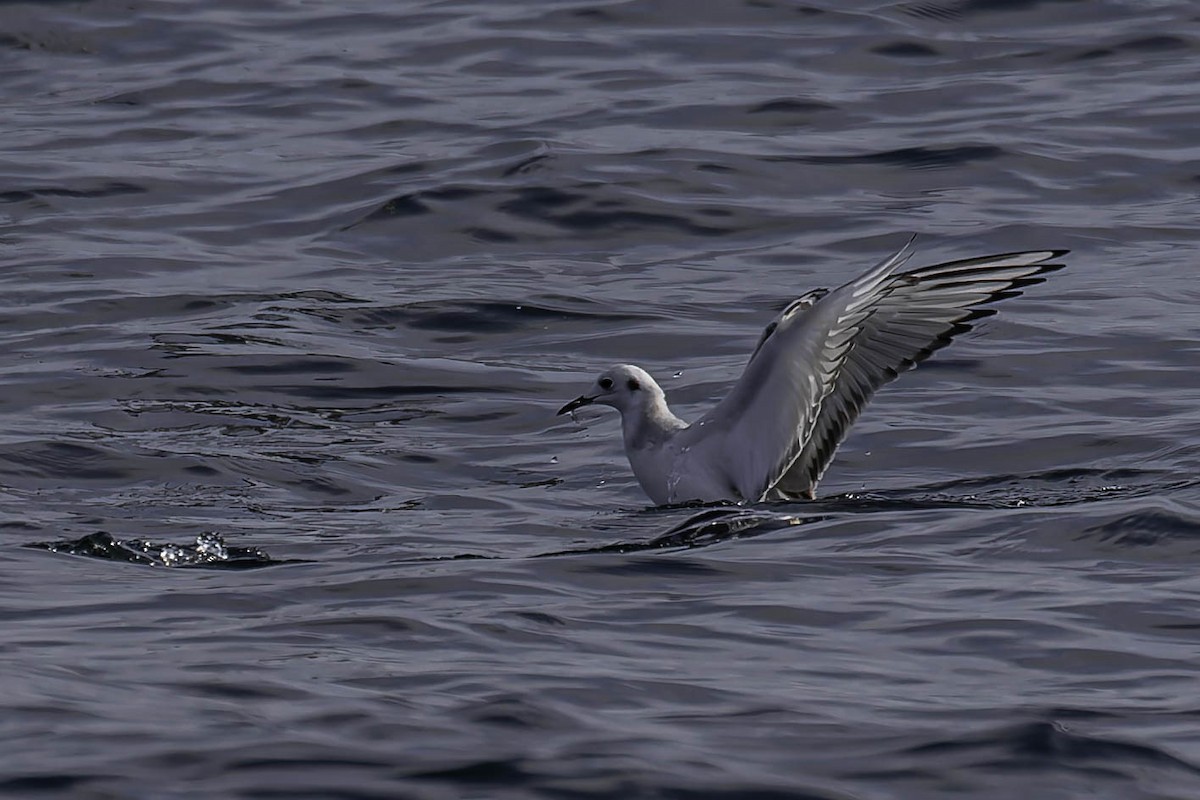 Bonaparte's Gull - ML646925232