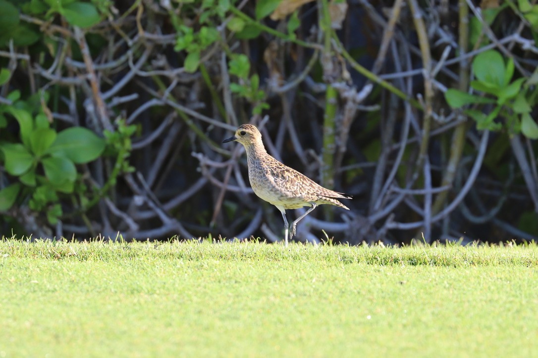 太平洋金斑鴴 - ML646925233