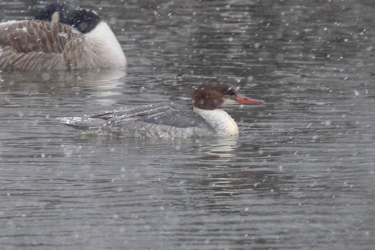 laksand - ML646925235