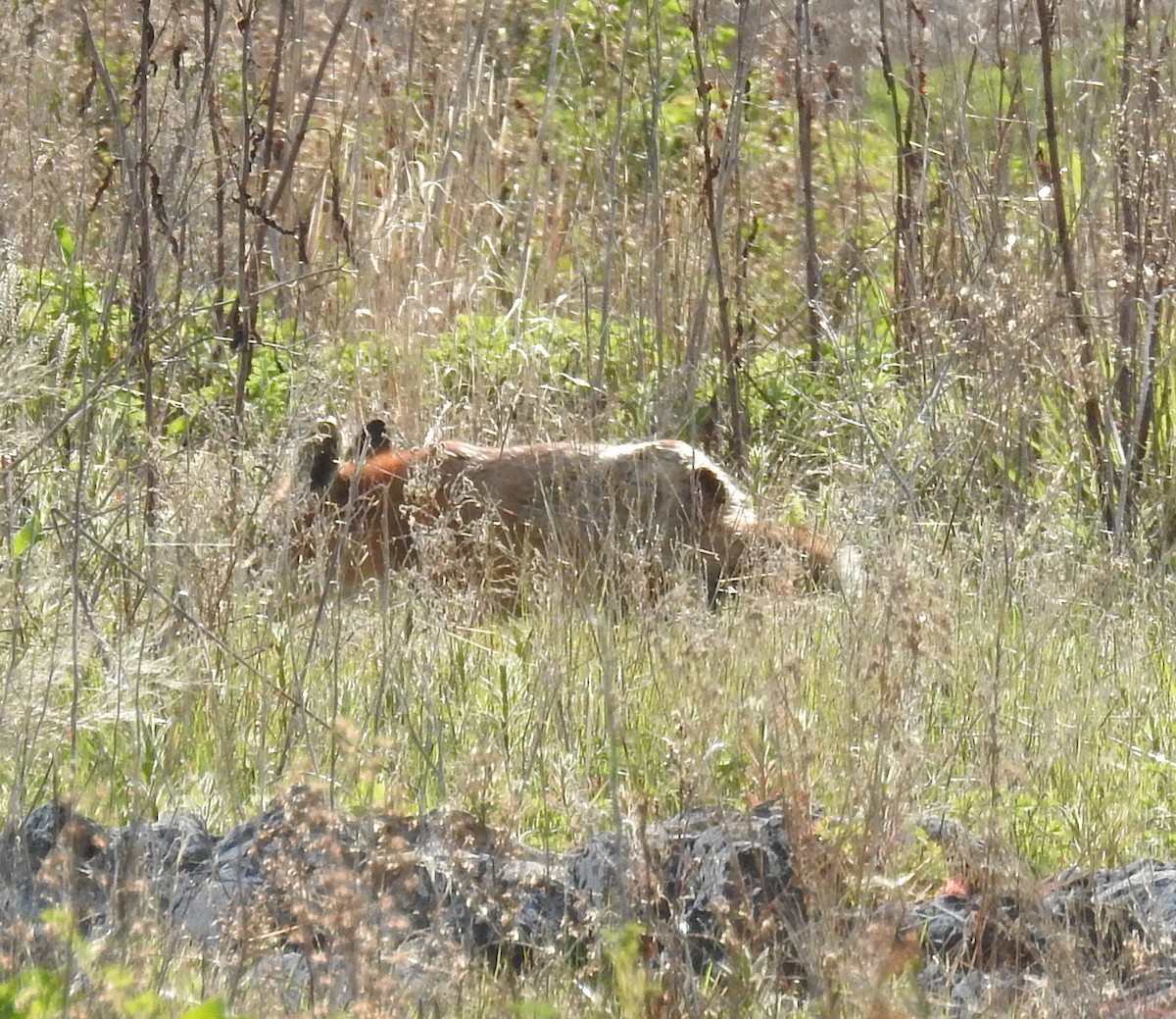 紅狐 - ML646925236