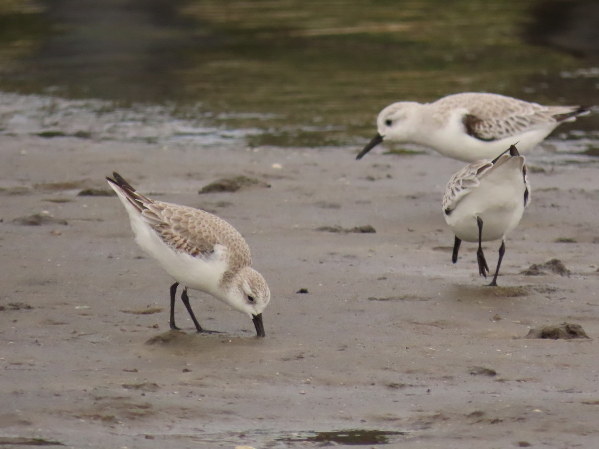 三趾濱鷸 - ML646925237