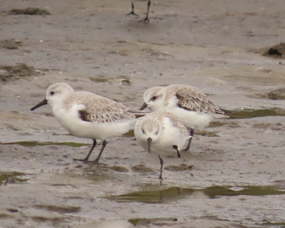 三趾濱鷸 - ML646925238