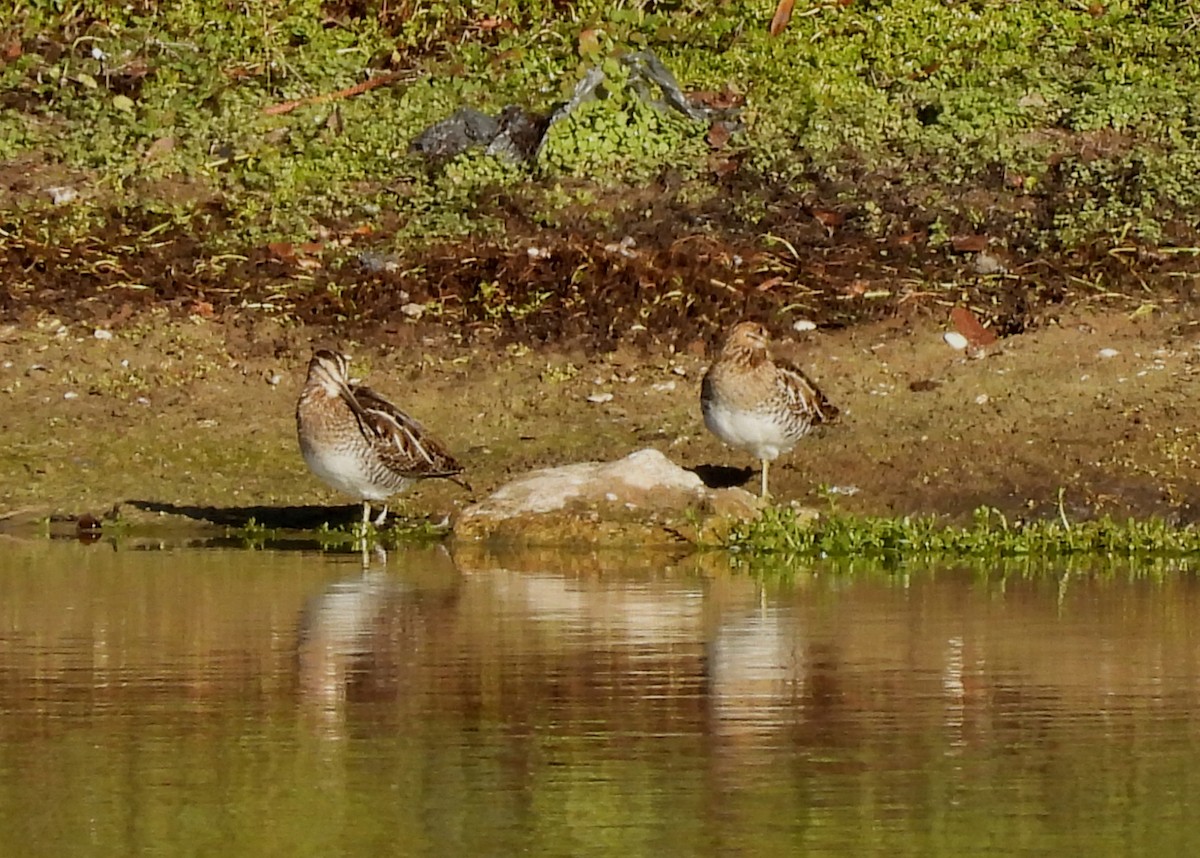 Баранець американський - ML646925239