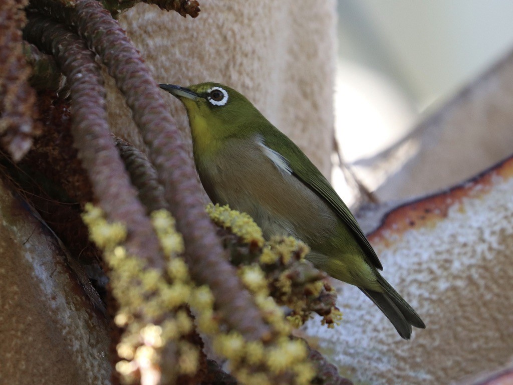 Warbling White-eye - ML646925241