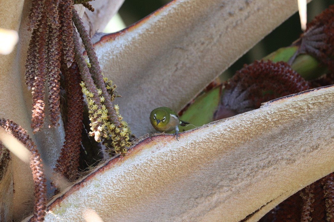 Warbling White-eye - ML646925242