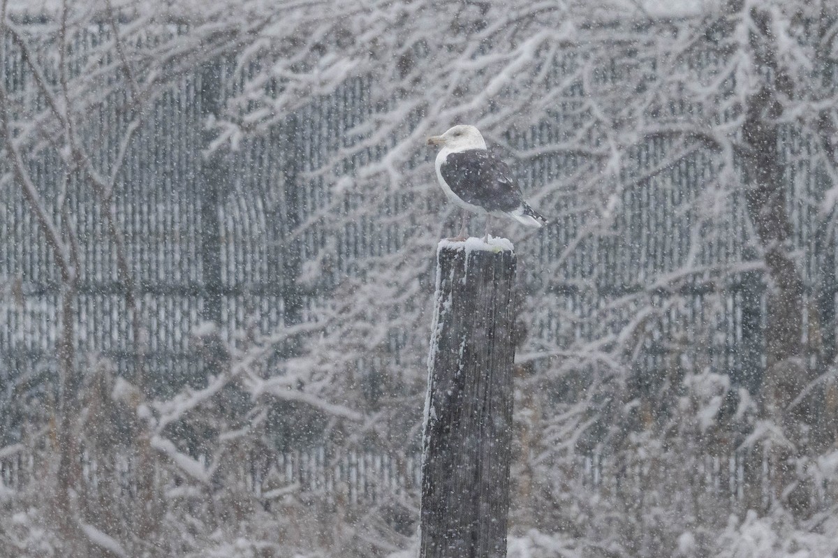 svartbak - ML646925250