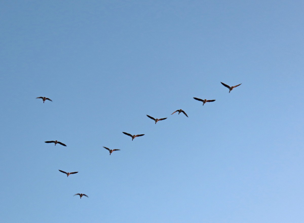 Graylag Goose - ML646925252