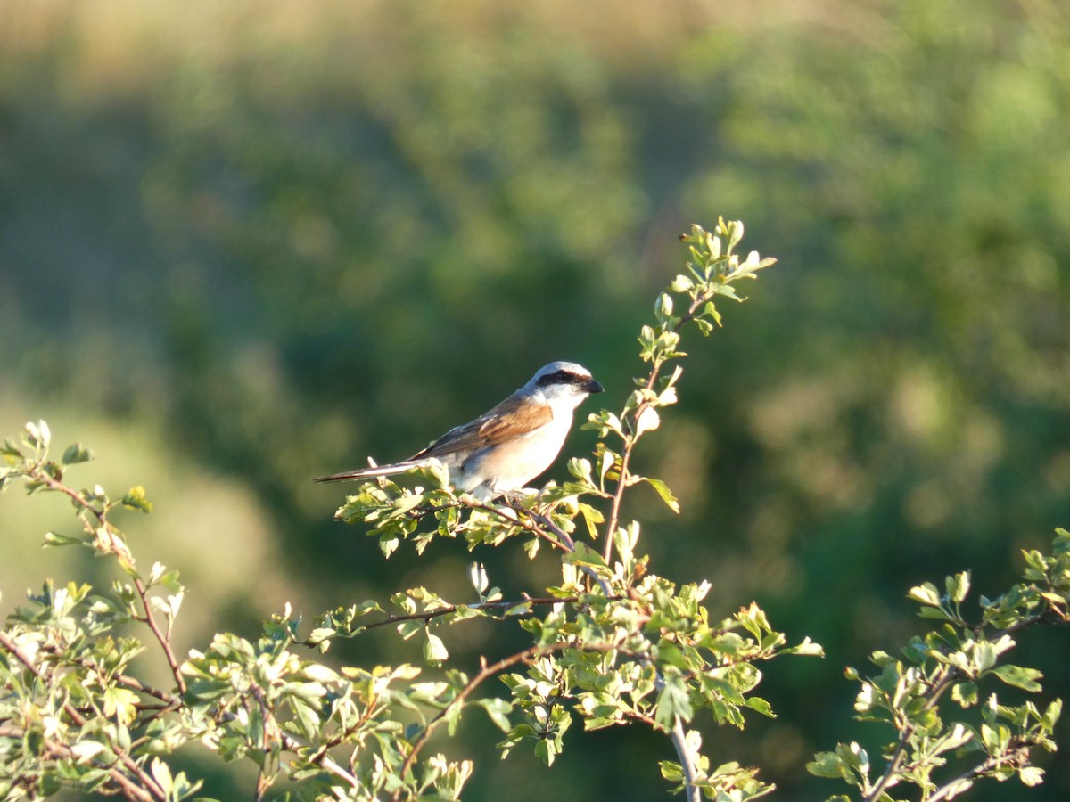 ťuhýk obecný - ML646925255