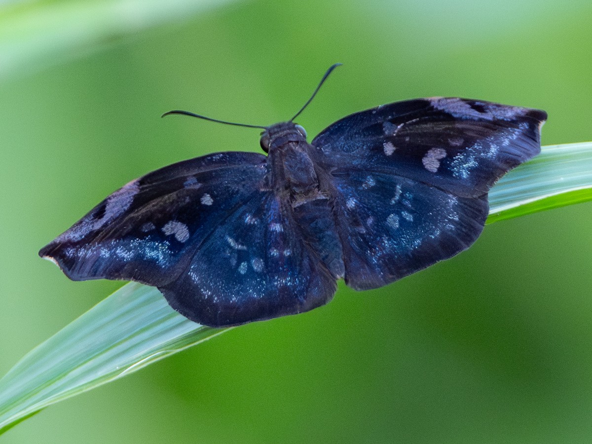 Animaux - ML646925259