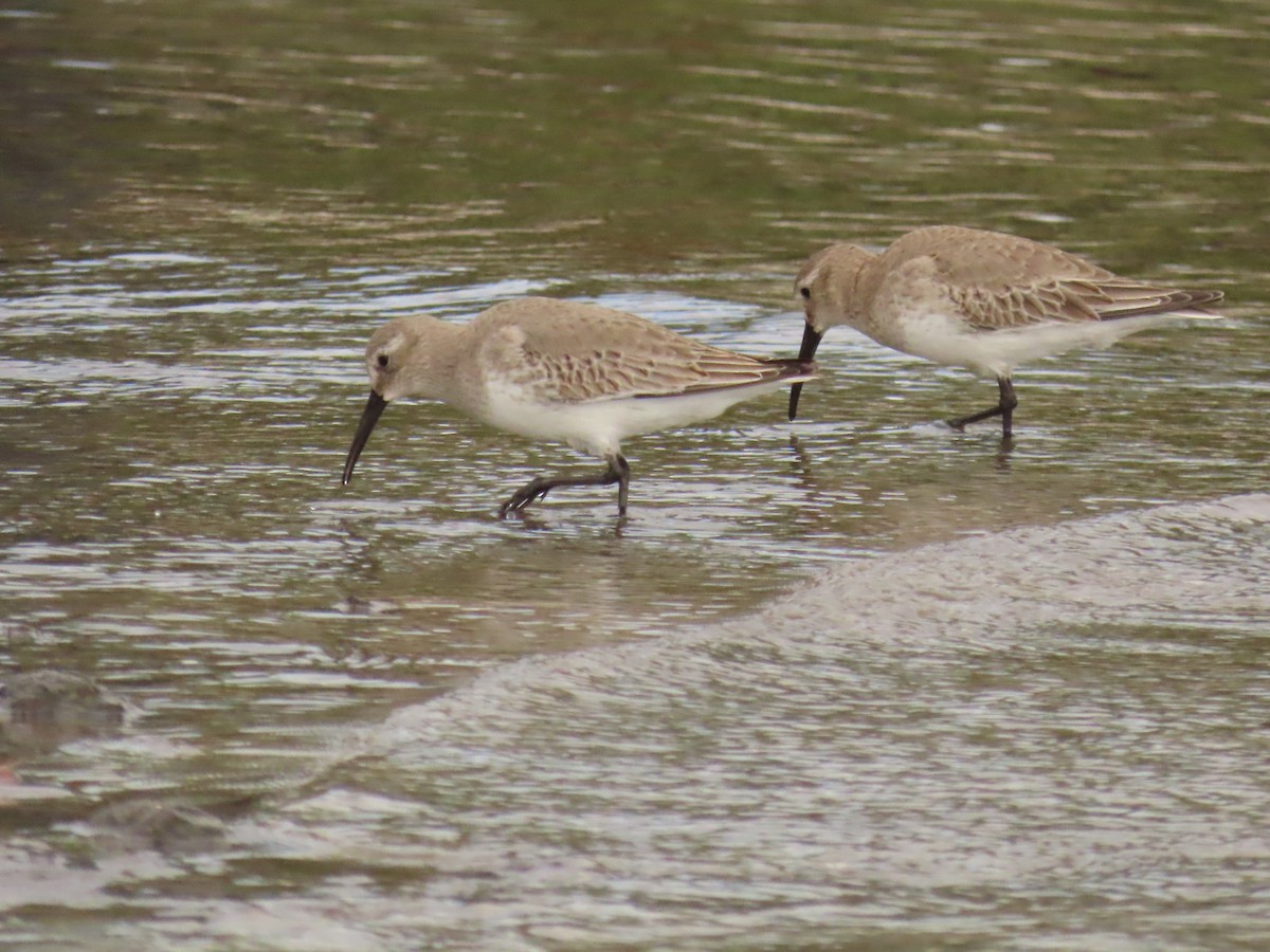 Dunlin - ML646925261