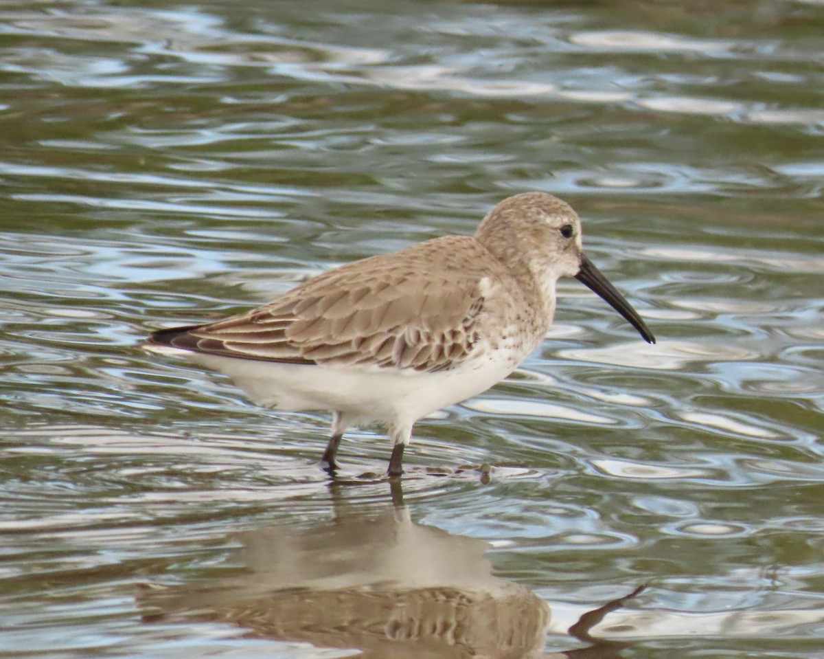 Dunlin - ML646925262