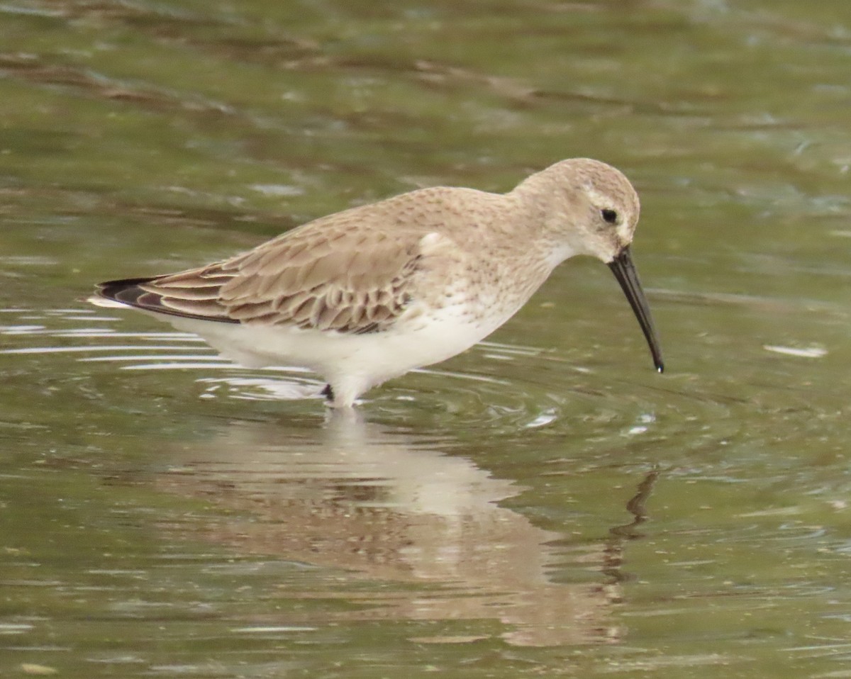 Dunlin - ML646925263