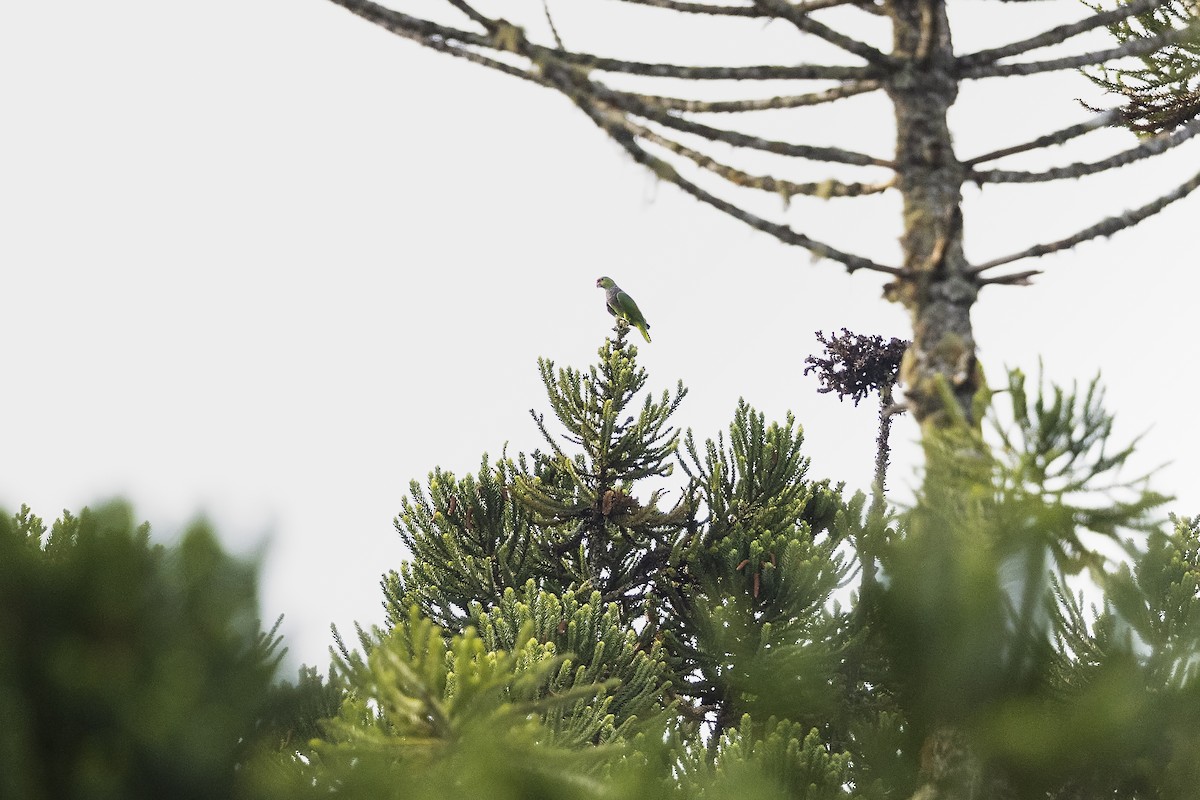 Vinaceous-breasted Amazon - ML646925265