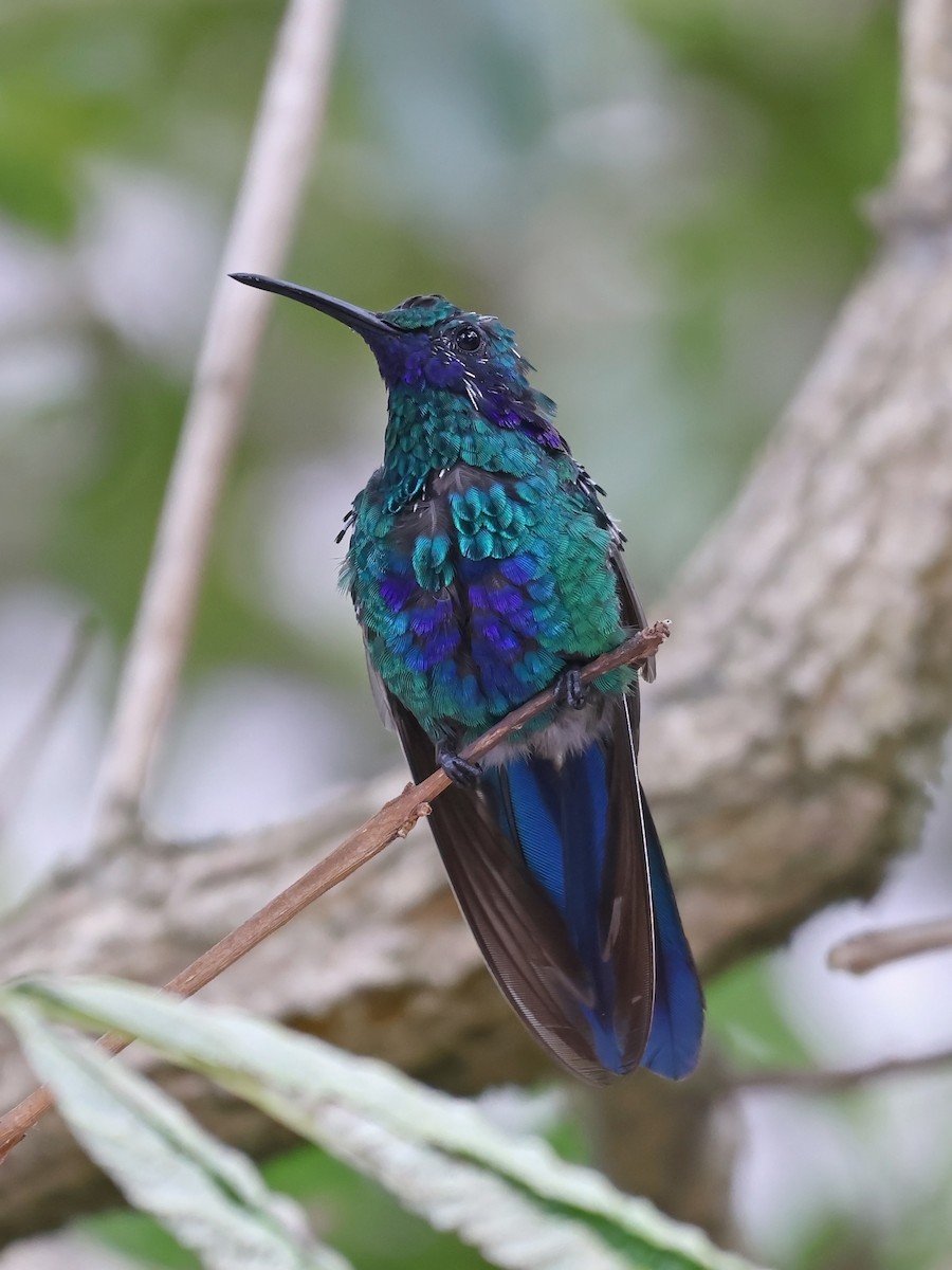 Sparkling Violetear - ML646925268