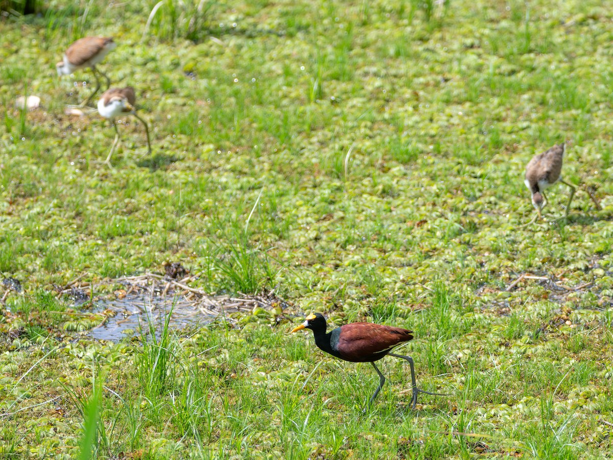 Jacana du Mexique - ML646925271