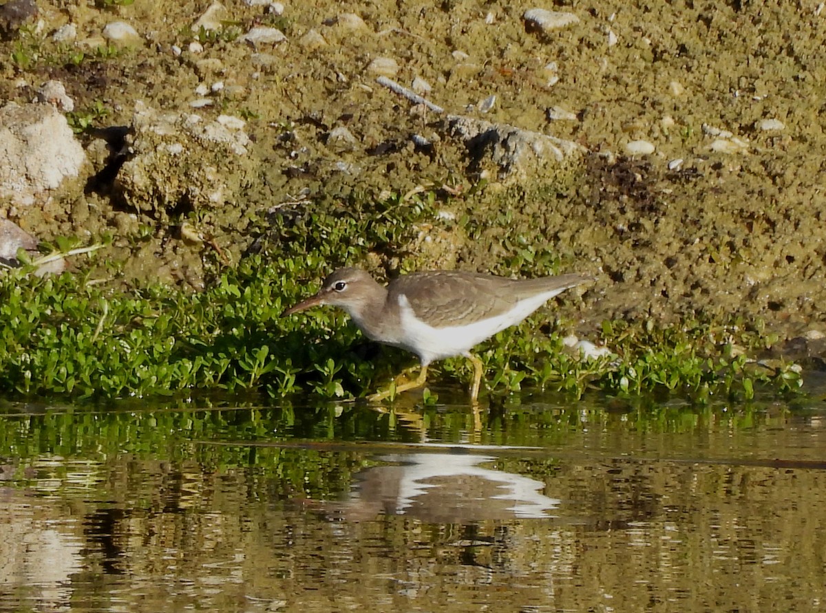 Набережник плямистий - ML646925274