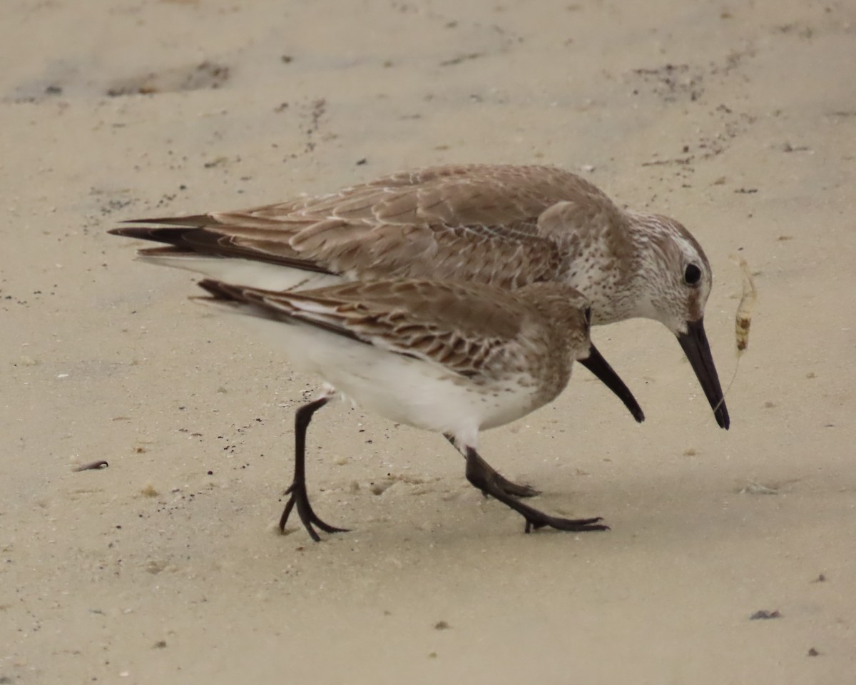 Dunlin - ML646925277