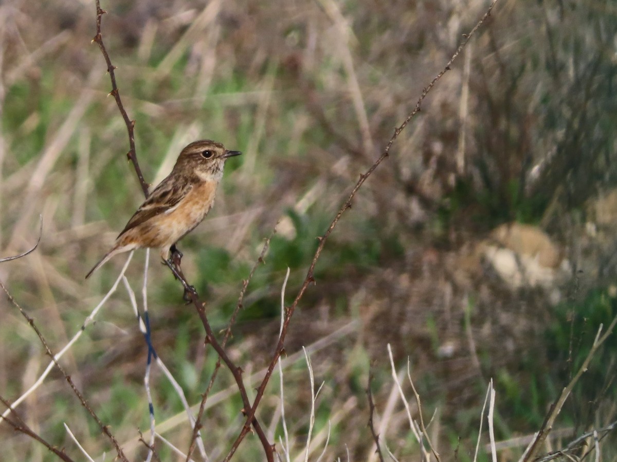 European Stonechat - ML646925278
