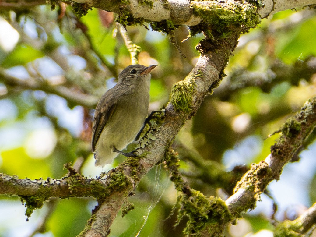 Tyranneau imberbe - ML646925280