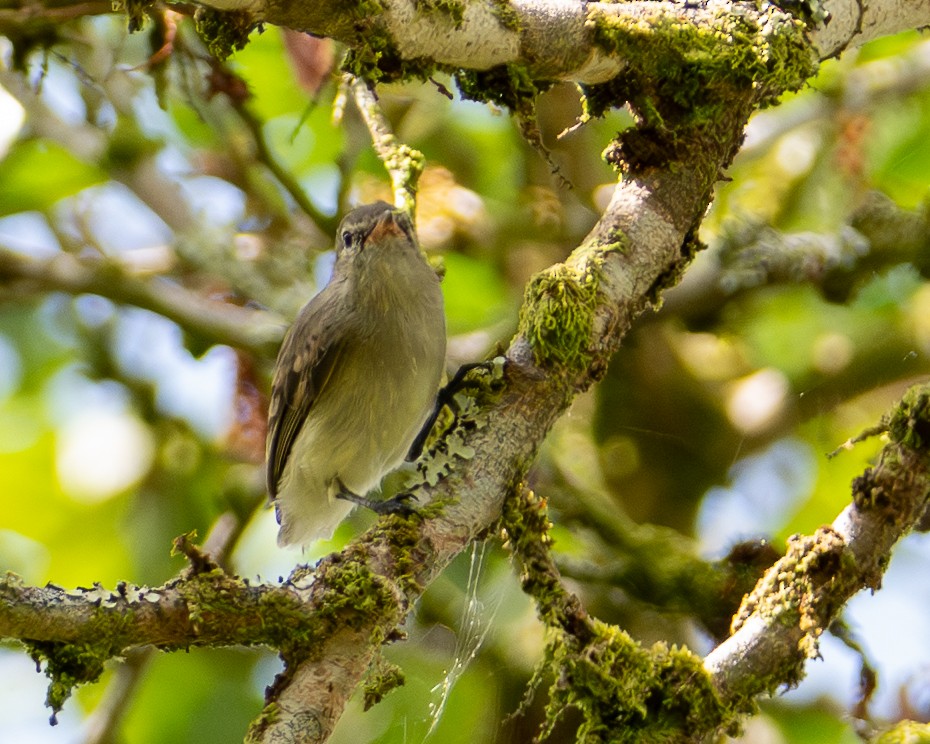 Tyranneau imberbe - ML646925282