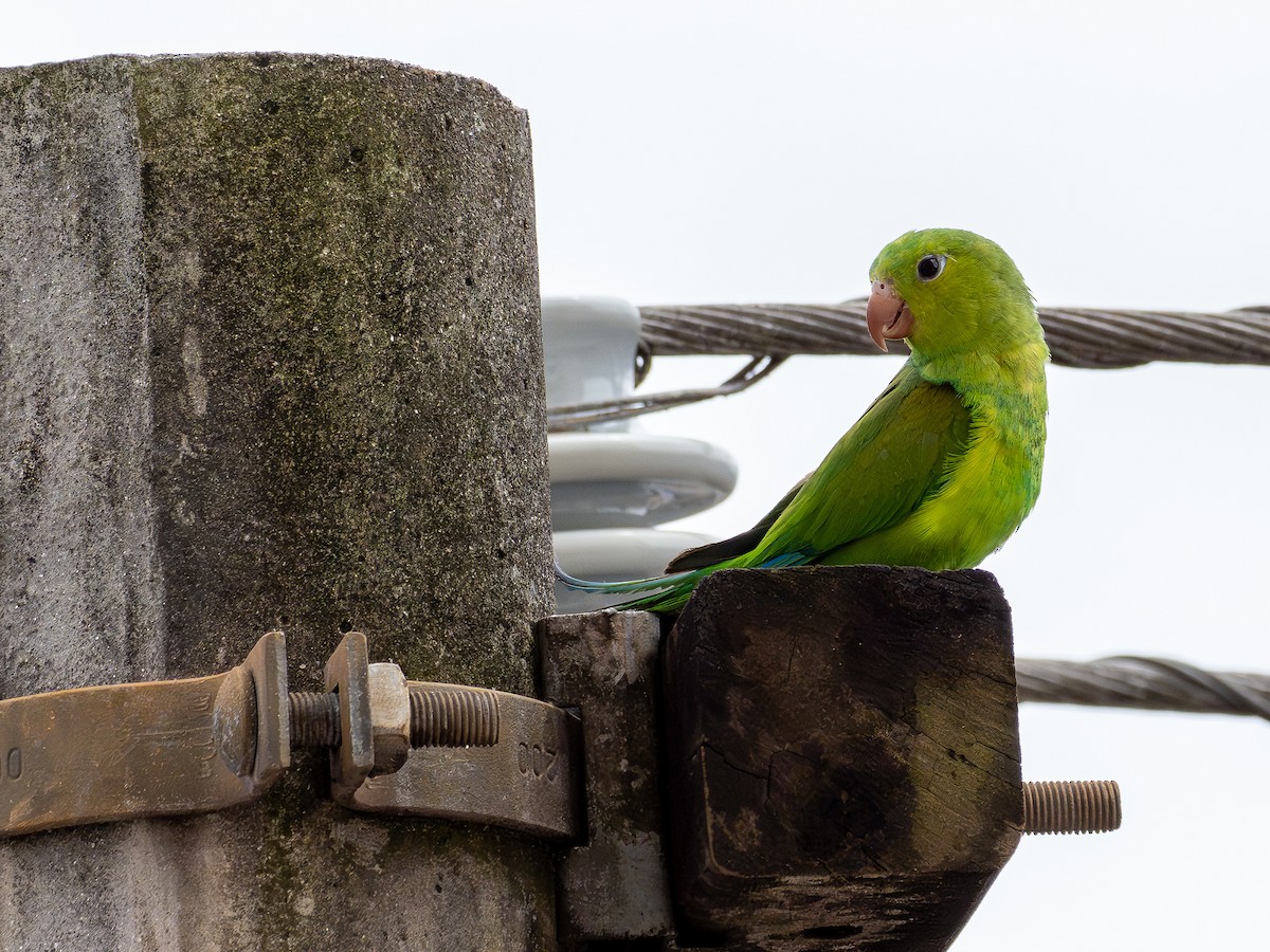 オナガミドリインコ - ML646925284