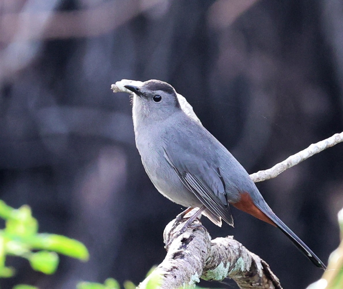Gray Catbird - ML646925285