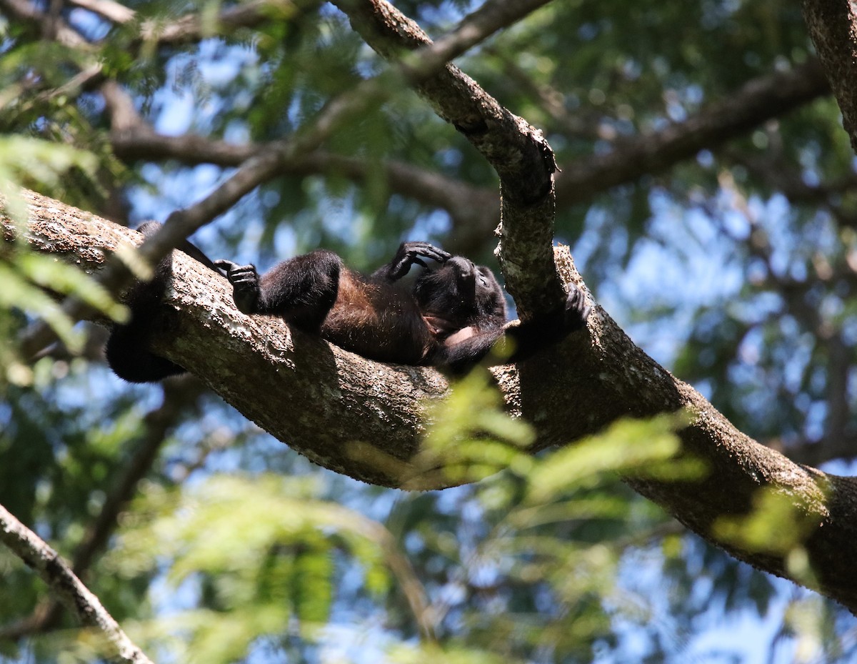 Mantled Howler Monkey - ML646925286