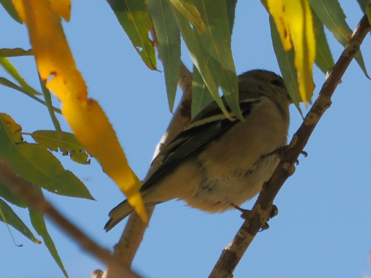 Американский чиж - ML646925290