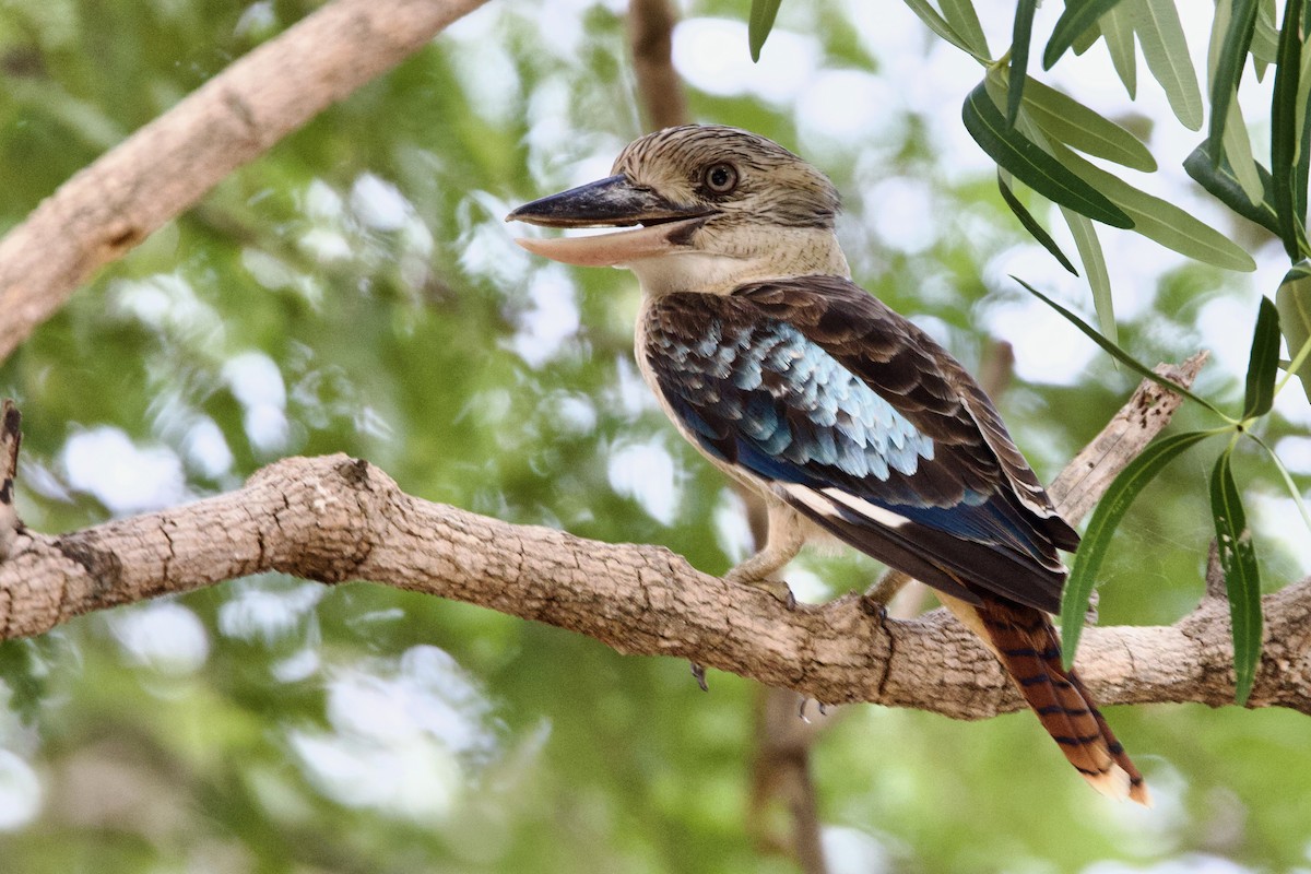 Blue-winged Kookaburra - ML646925293
