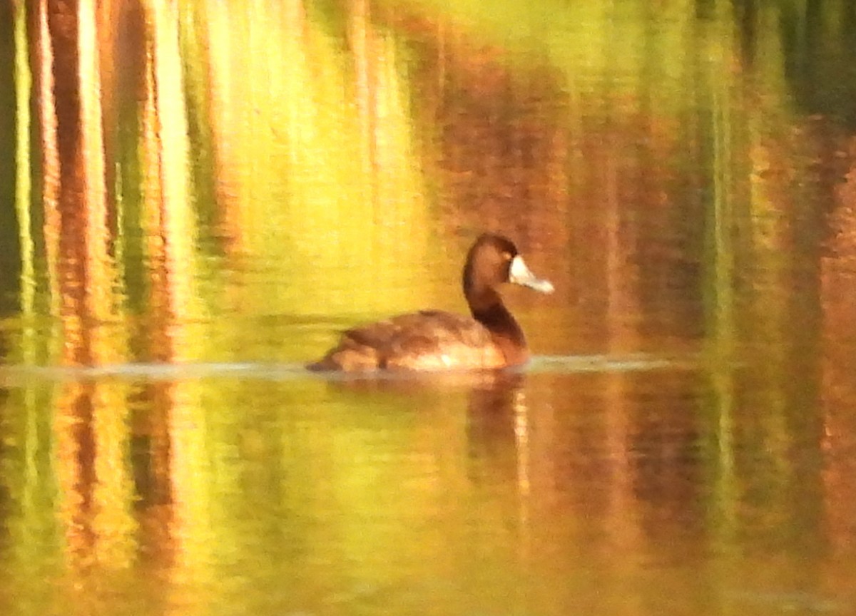 Чернь американська - ML646925295