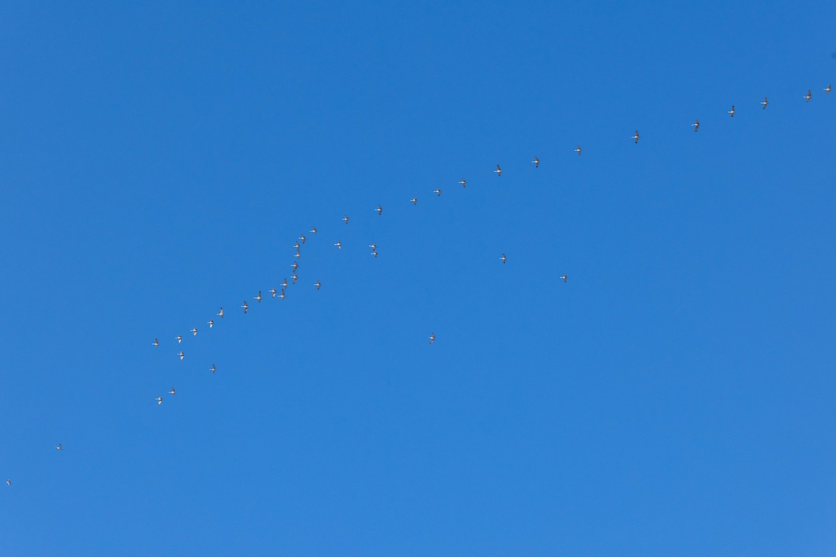 Grue du Canada - ML646925297