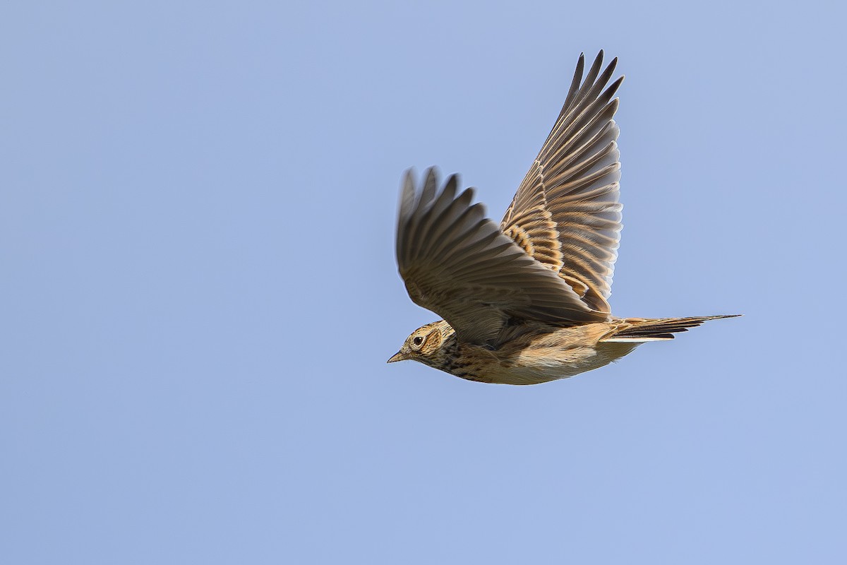 Полевой жаворонок - ML646925298