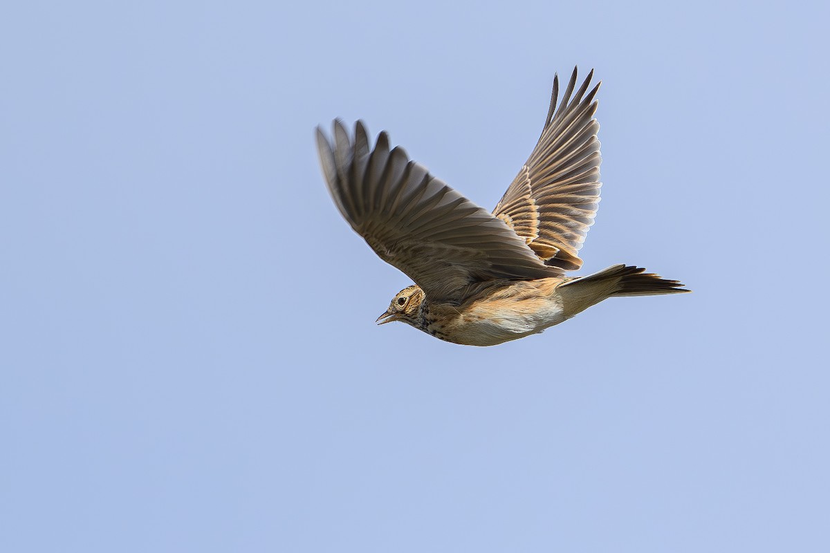 Полевой жаворонок - ML646925299