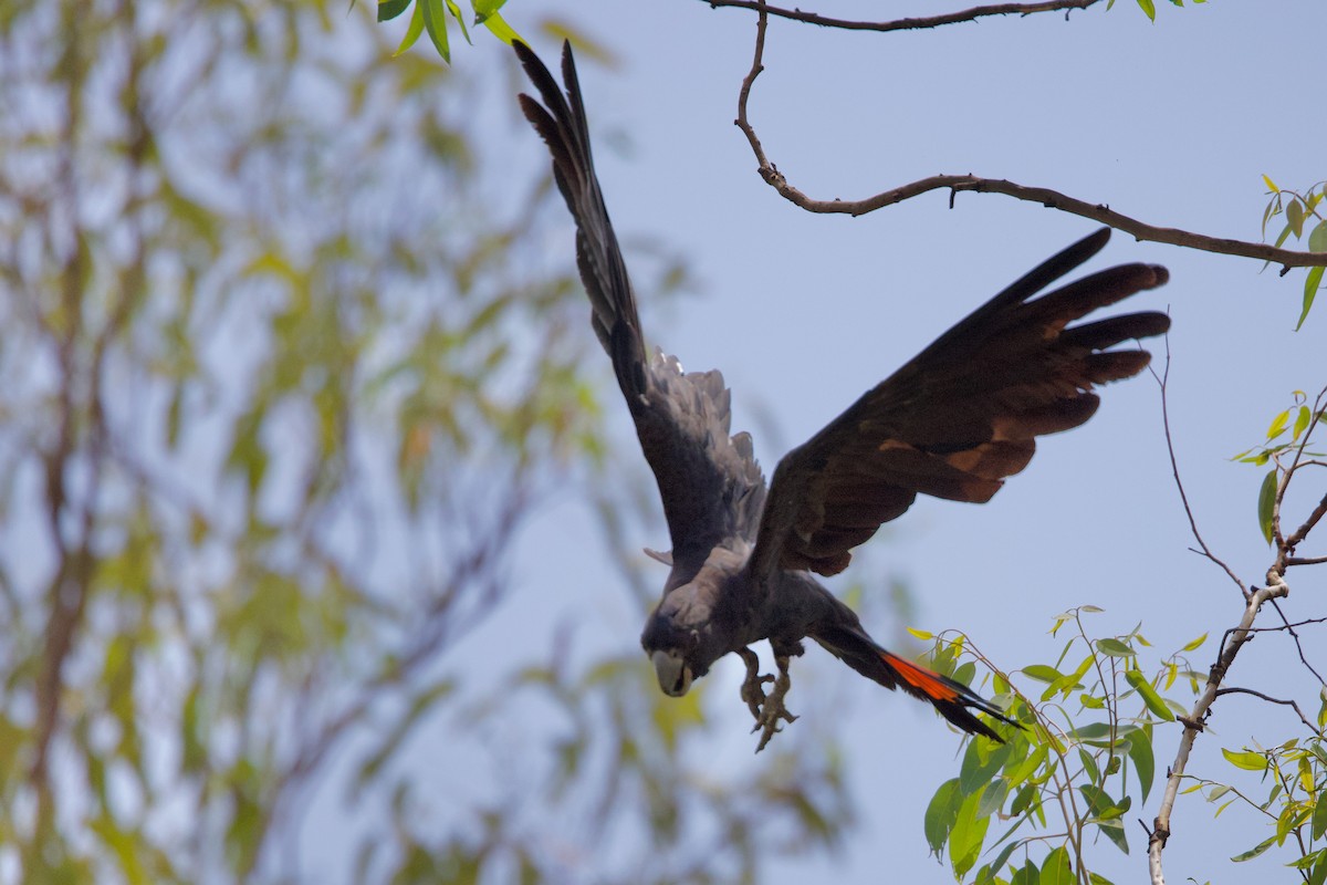 Cacatúa Colirroja - ML646925320