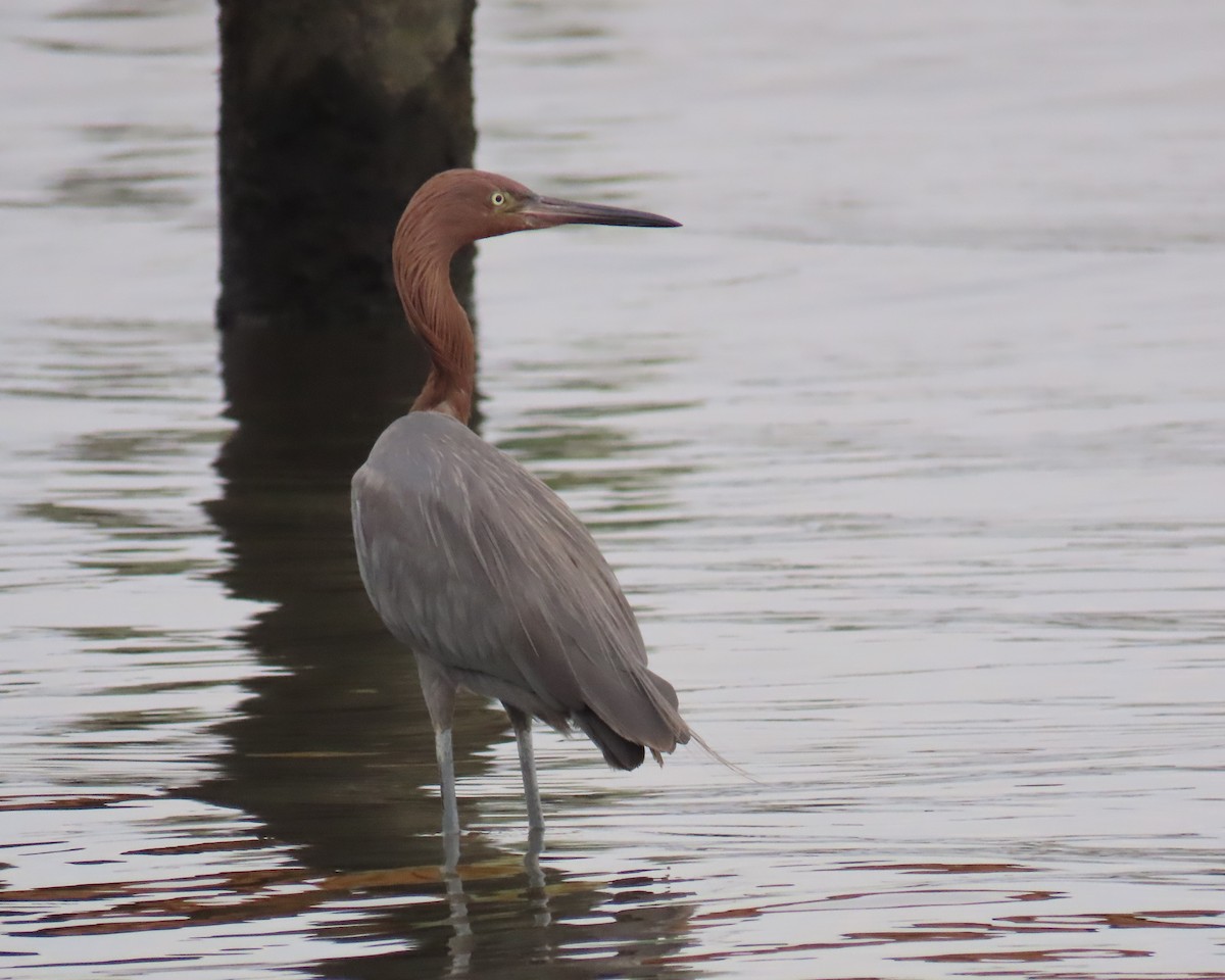 Reddish Egret - ML646925323