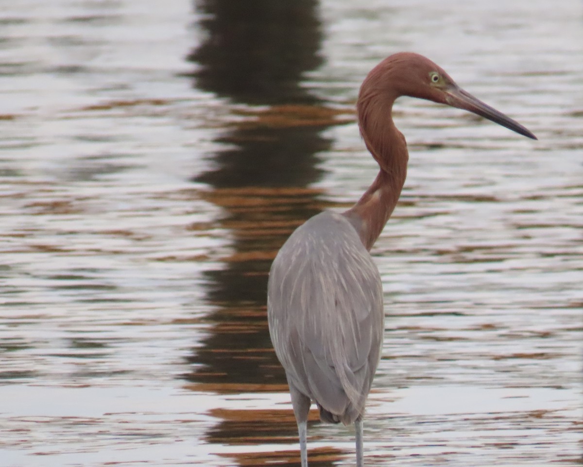 Reddish Egret - ML646925324