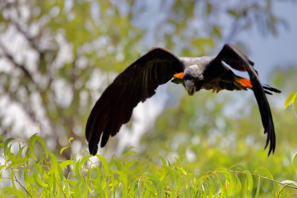 Cacatúa Colirroja - ML646925329
