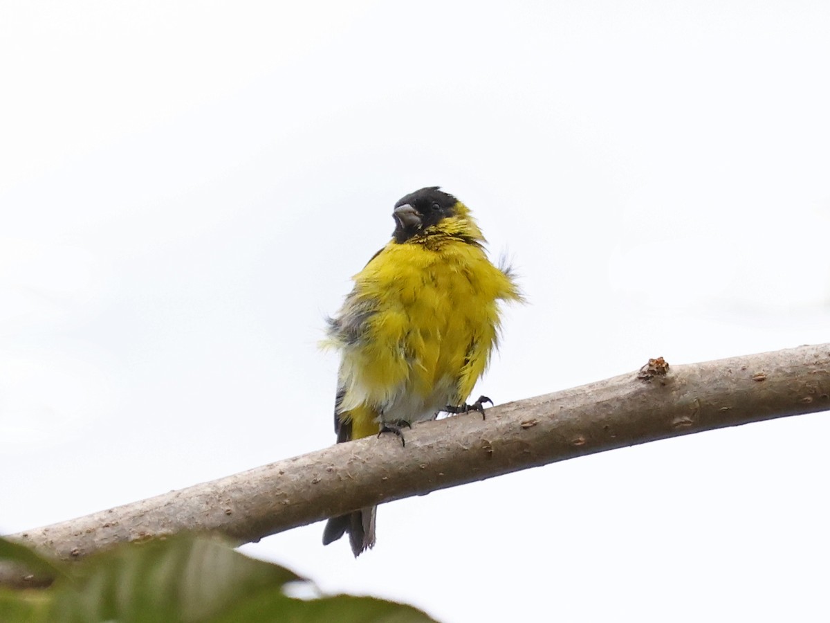Hooded Siskin - ML646925330
