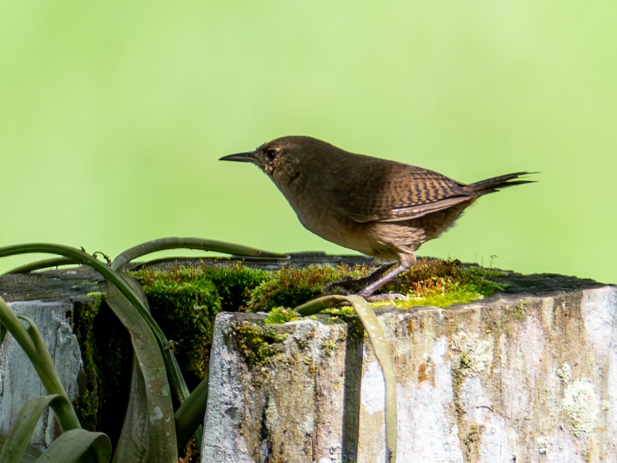 Troglodyte austral - ML646925334