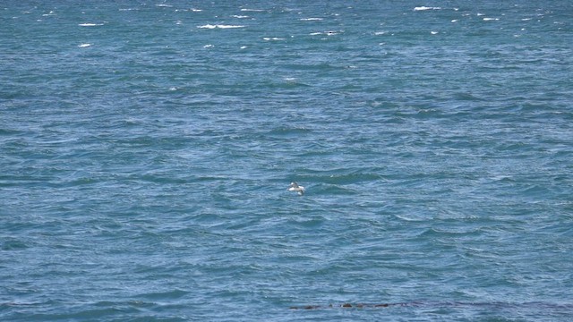 ギンフルマカモメ - ML646925338