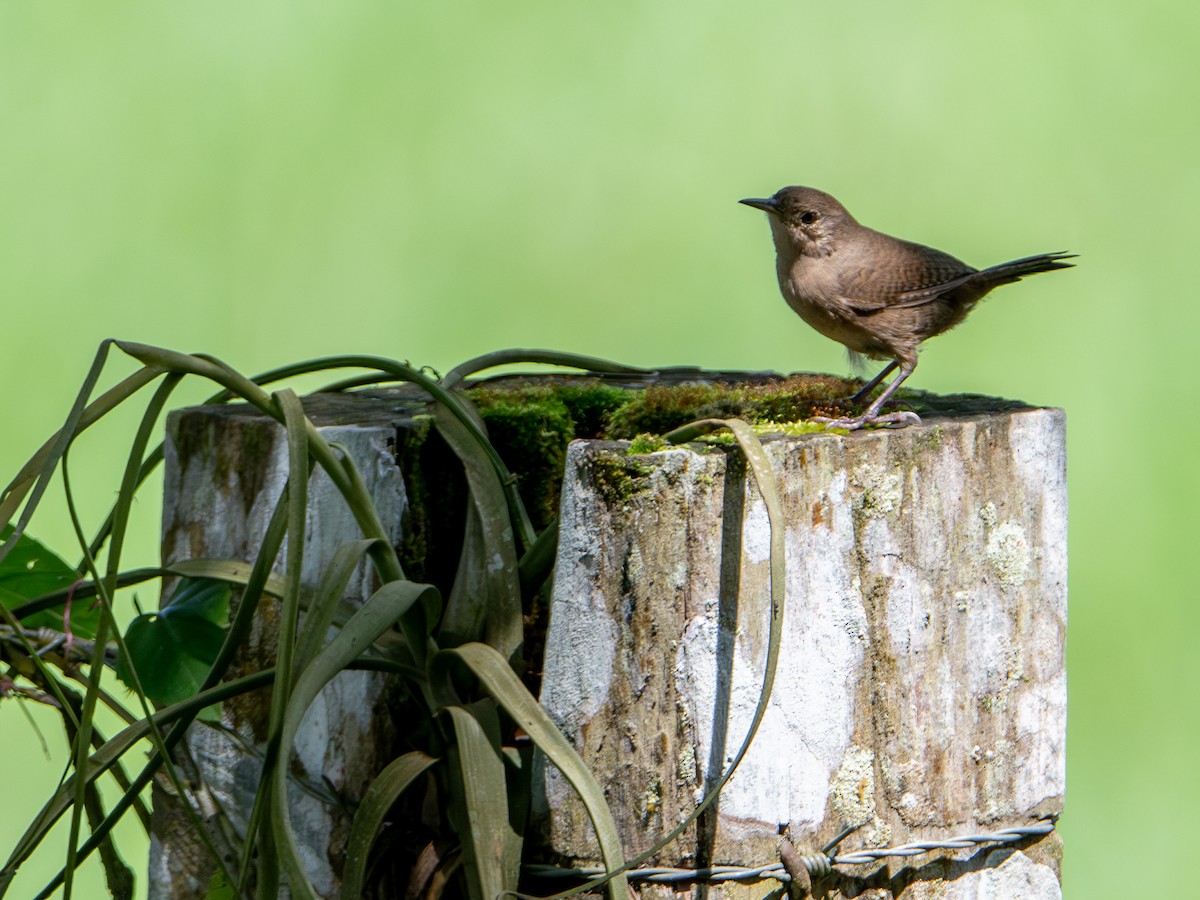 Troglodyte austral - ML646925339