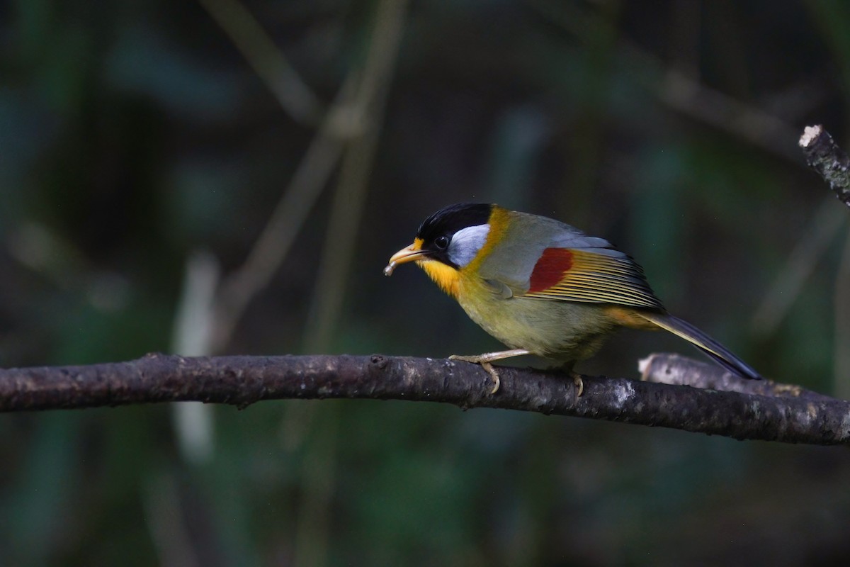 Silver-eared Mesia - ML646925341