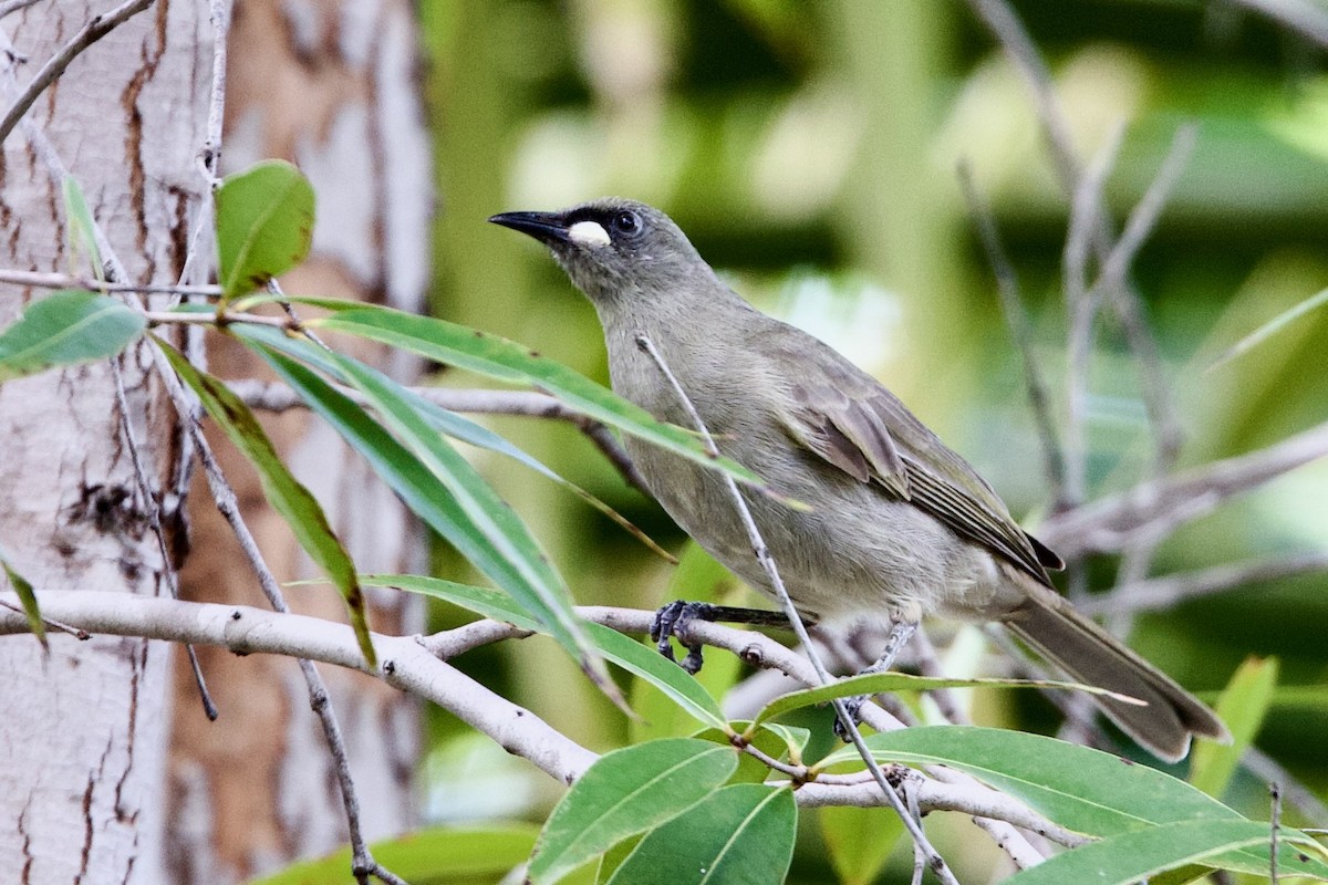 Mielero Unicolor - ML646925342