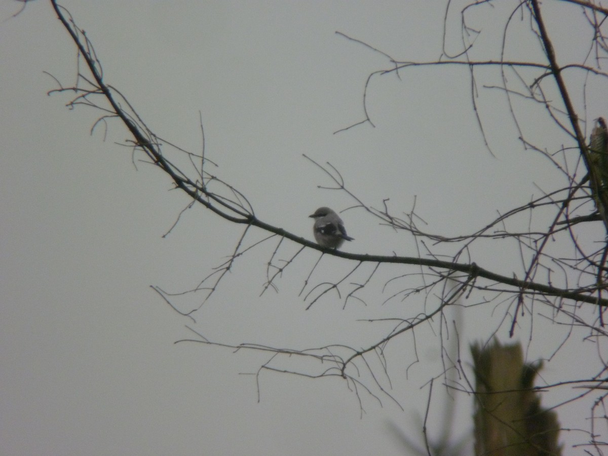 西方灰伯勞 - ML646925343