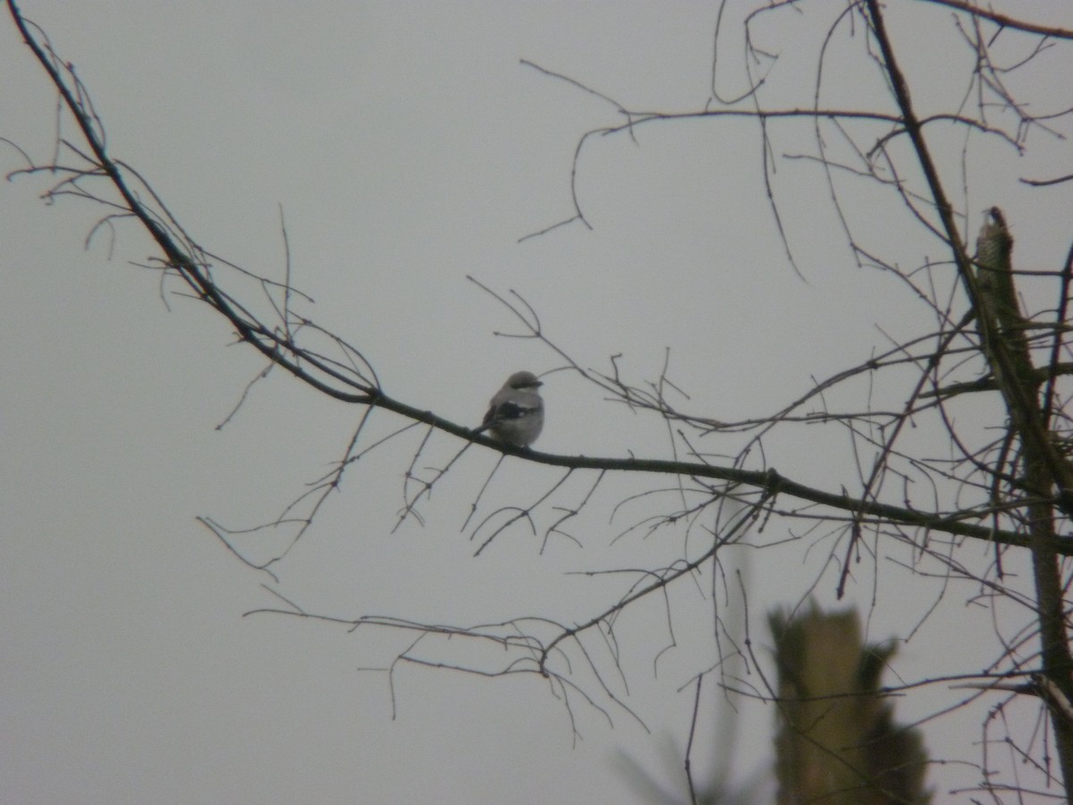 西方灰伯勞 - ML646925344